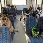 Dogs on school bus
