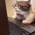 smart cat GIF Template