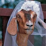 Goat bride