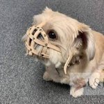 Dog muzzle