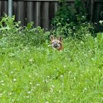 Drama Fox