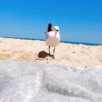 Seagull blocks sexy woman bikini GIF Template