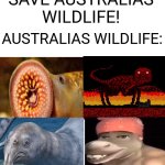 you better run and take cover | SAVE AUSTRALIAS WILDLIFE! AUSTRALIAS WILDLIFE: | image tagged in 4 panel comic,australia,meanwhile in australia,australias wildlife | made w/ Imgflip meme maker