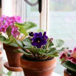 African violets