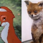 Fox comparison