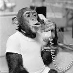 Monkey phone