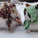 Babushka Cats