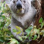 Koala having lunch