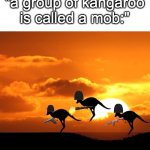 "ok jimmy, you work with the mob" | "a group of kangaroo is called a mob:" | image tagged in kangaroo sunset,welp | made w/ Imgflip meme maker