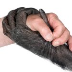Monkey human handshake