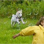 chased by a dog