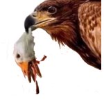 Aguila ganso decapitado amlo