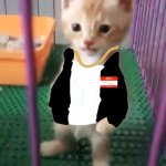 eminem as a cat | image tagged in slim-shady,where are his pants | made w/ Imgflip meme maker