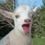 goaty goat GIF Template