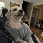 CreepyDog