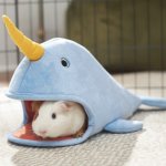 Narwhal guinea pig