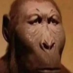Monkey straight face