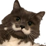 Stachecat no bg