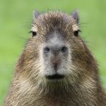 Disapproving capybara