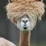 alpaca haircut