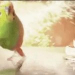 Parrot Leaving Explosion [No WM] meme