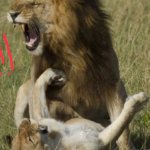 Lion accident meme