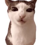 Crunchy cat GIF Template