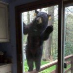 Bear at door template