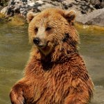 Bear