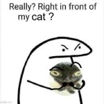 stop | cat ? | image tagged in really right in front of my pancit | made w/ Imgflip meme maker