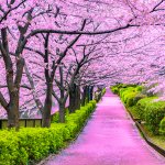 cherry blossoms in Tokyo meme