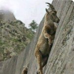 Climbing goat