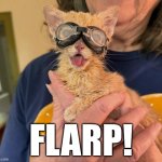 FLARP | FLARP! | image tagged in flarp | made w/ Imgflip meme maker