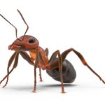 ant