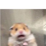 Uh oh | 6 year old me looking outside at 6:00 and seeing the sky is black (my dad can't fix it) | image tagged in scared hamster | made w/ Imgflip meme maker