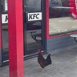 K.F.C. Hen