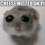 Noooooooo | MY CHEESE MELTED ON PIZZA | image tagged in sad hamster | made w/ Imgflip meme maker