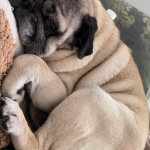 Squishy pug