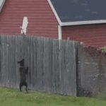 dog chasing cat GIF Template