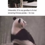 Goodbye pandas in the US | image tagged in gifs,pandas,panda,blank white template,memes,facepalm | made w/ Imgflip video-to-gif maker