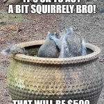 Squirrel Therapy | IT'S OK TO ACT A BIT SQUIRRELY BRO! THAT WILL BE $500. | image tagged in counseling | made w/ Imgflip meme maker