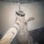 Cat with sunglasses is chillin meme