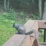 Squirrel on the bench