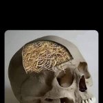 SKULL WITH STRAW
