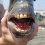 Sheepshead