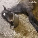 horse_oat GIF Template