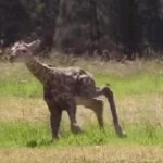 Giraffe GIF Template