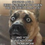 NANI DOG | AND YOU HAVEN'T DONE THE HOMEWORK; STARING LIKE A DEER IN HEADLIGHTS WHEN THE TEACHER CALLS YOU | image tagged in nani dog | made w/ Imgflip meme maker