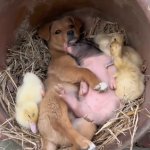 Dog Sanctuary