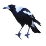 magpie